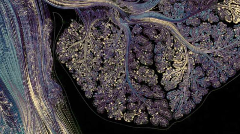 The Mindful Brain: The Mysterious, Multifaceted Cerebellum