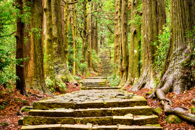 Why Forest Bathing Is Good for Your Health