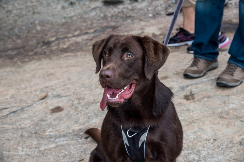 When a Pet Is More than Just a Pet