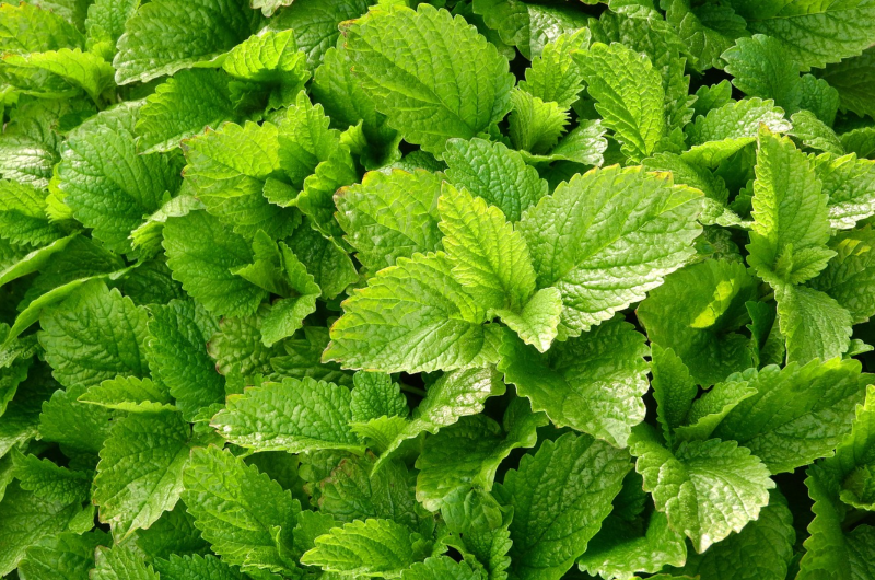 The Calming Power of Lemon Balm
