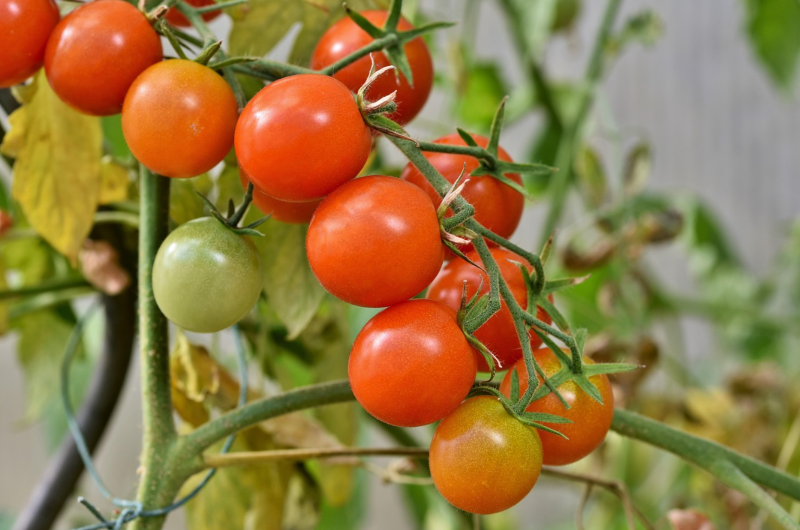 Why Tomatoes Are So Good for You